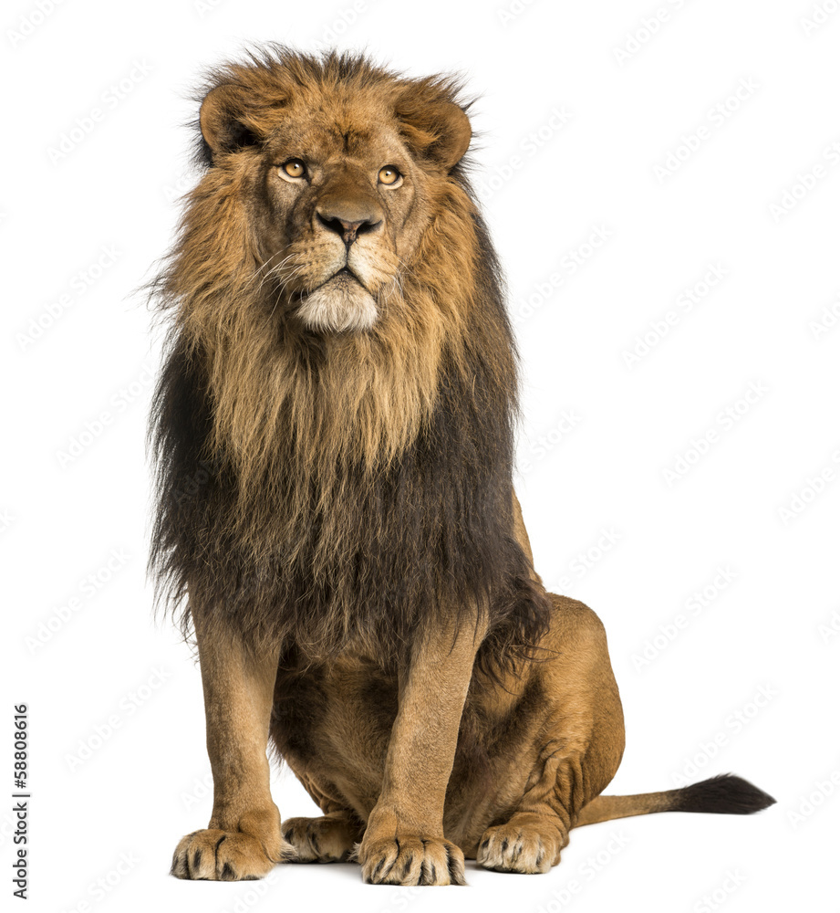 Obraz premium Lew siedzący, odwracający wzrok, Panthera Leo, 10 lat, odizolowany