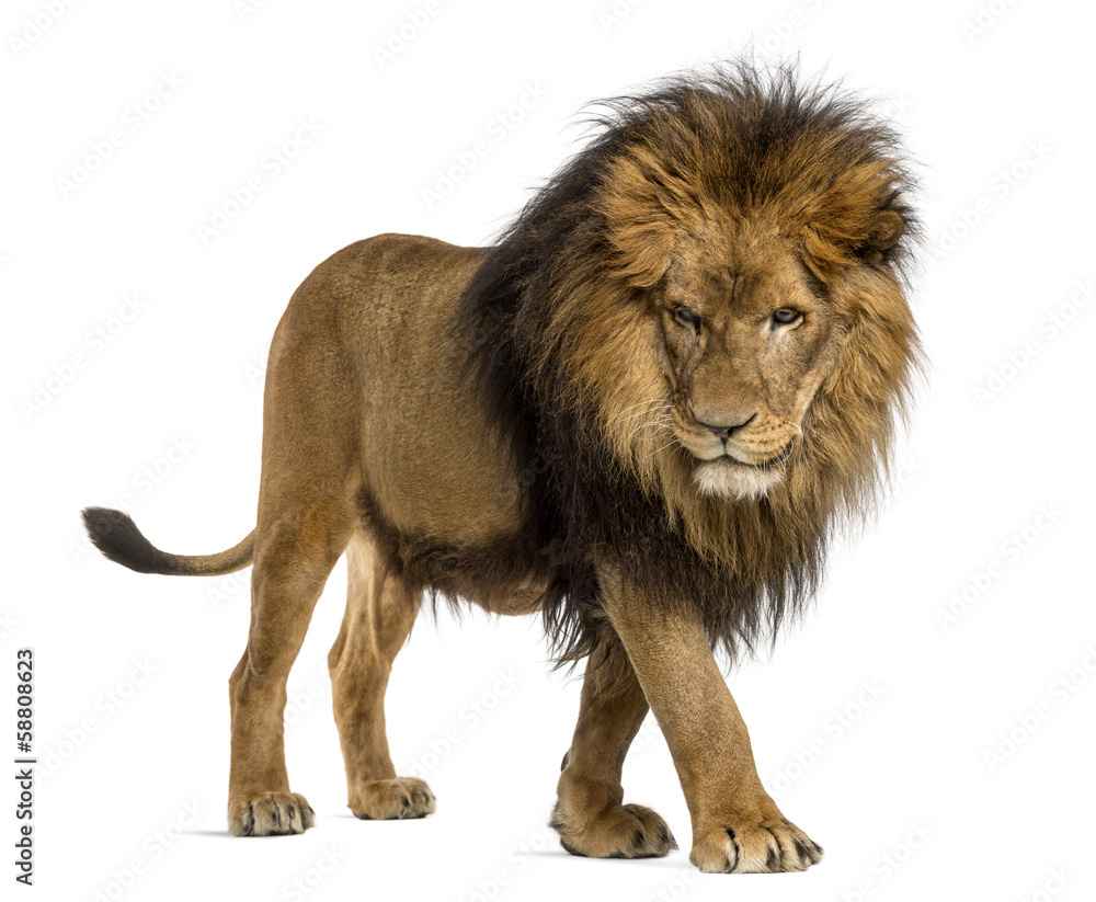 Naklejka premium Widok z boku idącego lwa, patrzącego w dół, Panthera Leo