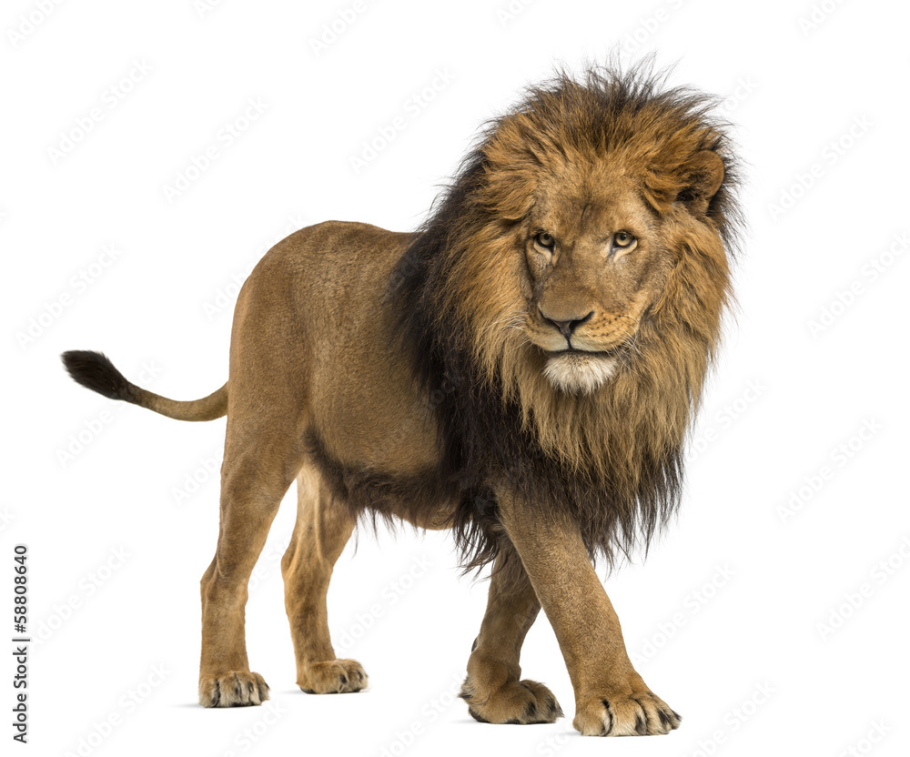 Fototapeta premium Widok z boku spacerującego lwa, Panthera Leo, 10 lat
