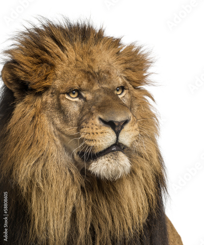 Fototapeta Naklejka Na Ścianę i Meble -  Close-up of a Lion, Panthera Leo, 10 years old, isolated
