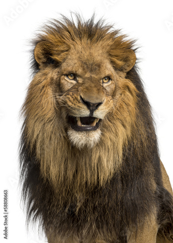 Close-up of a Lion roaring  Panthera Leo  10 years old  isolated