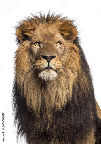 Fototapeta Naklejka Na Ścianę i Meble -  Close-up of a Lion looking up, Panthera Leo, 10 years old