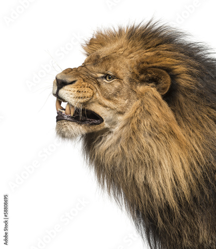 Fototapeta Naklejka Na Ścianę i Meble -  Close-up of a Lion's profile, roaring, Panthera Leo