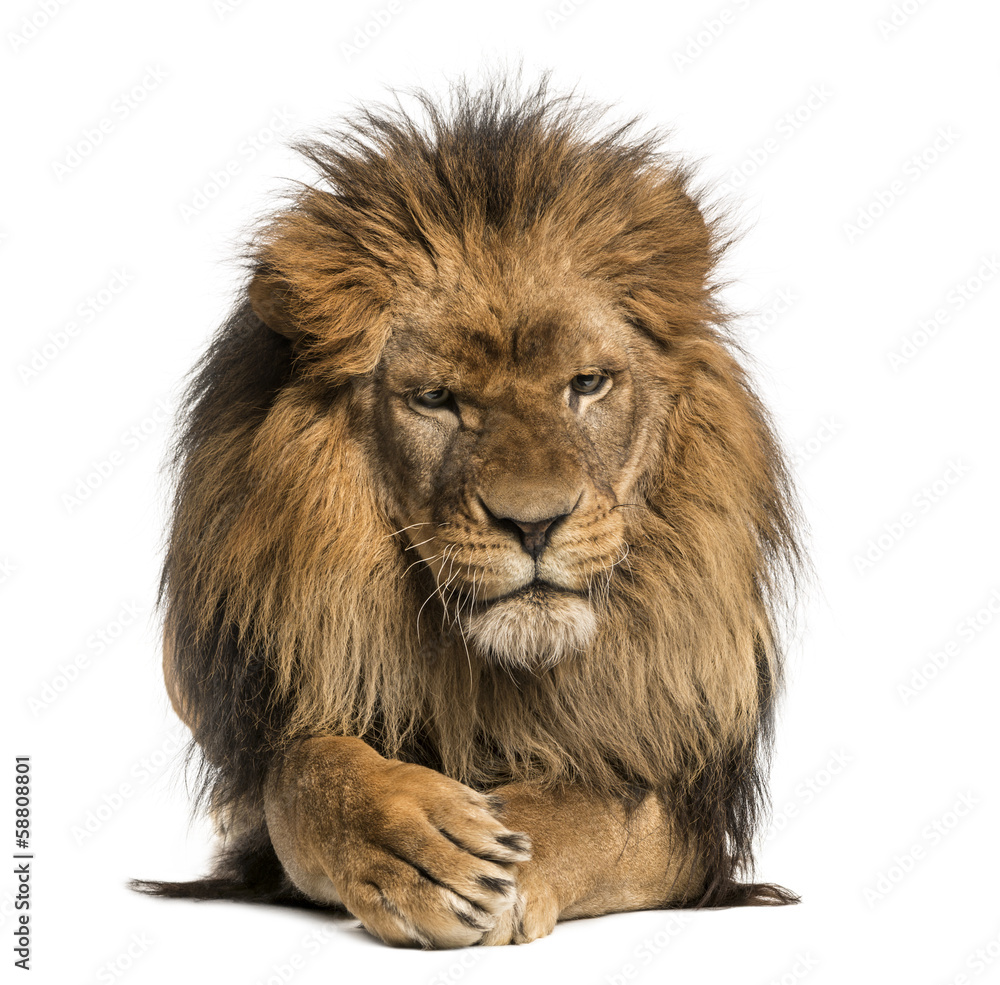 Fototapeta premium Widok z przodu leżącego lwa, krzyżującego łapy, Panthera Leo