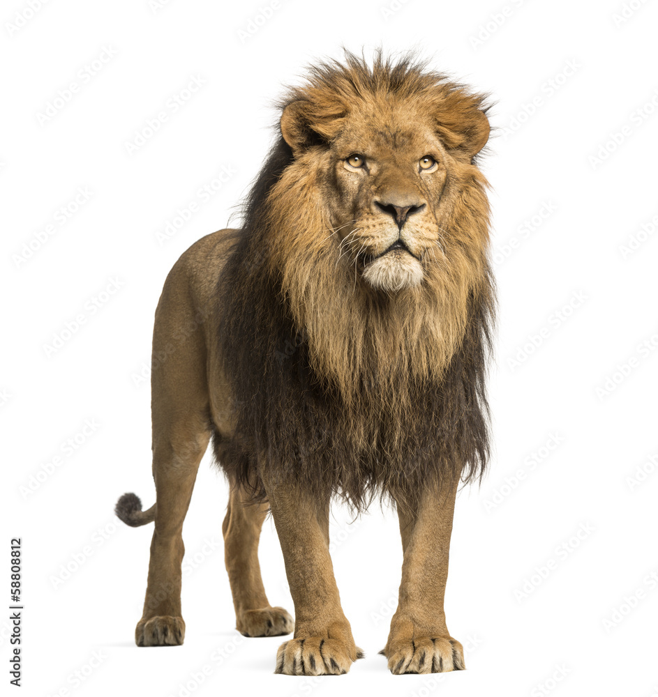 Lion standing, Panthera Leo, 10 years old, isolated on white