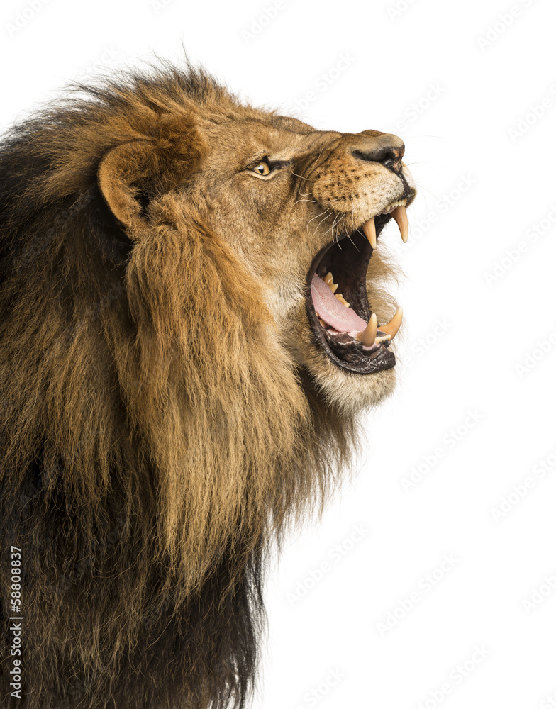 Close-up of a Lion roaring, isolated on white - obrazy, fototapety, plakaty 