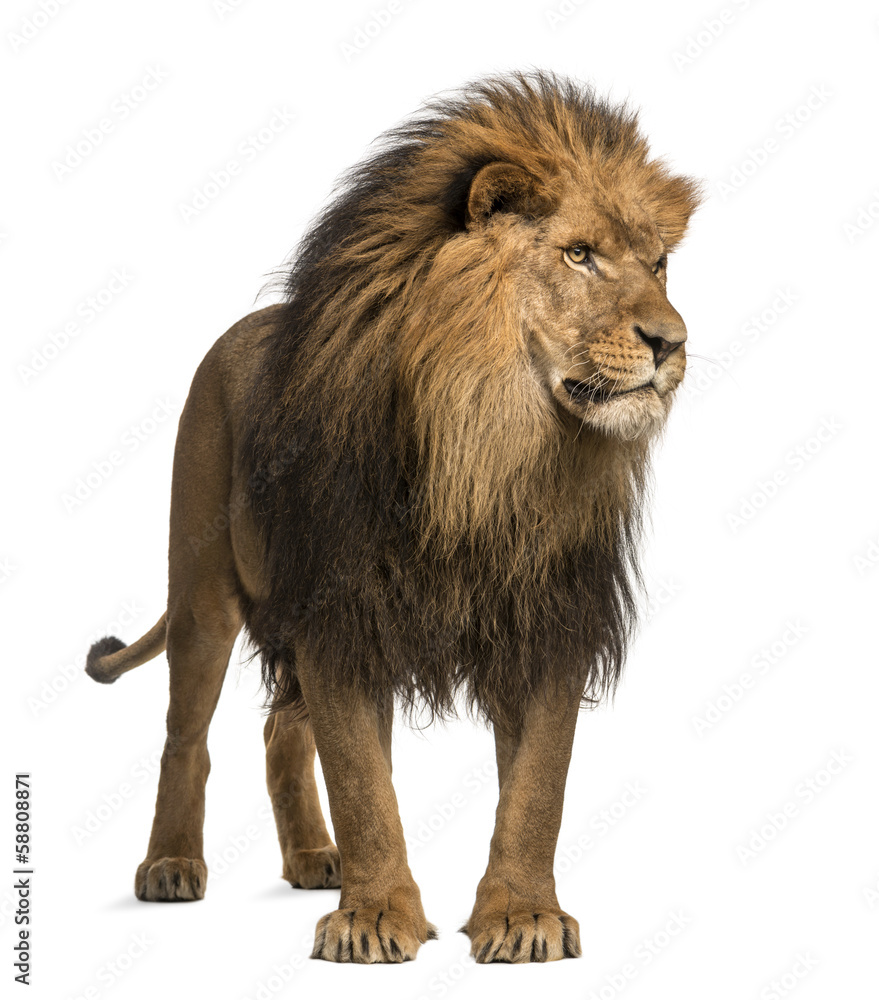 Obraz premium Lew stojący, odwracający wzrok, Panthera Leo, 10 lat