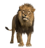 Lion standing, looking at the camera, Panthera Leo, 10 years old