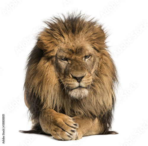 Fototapeta Naklejka Na Ścianę i Meble -  Front view of a Lion lying, crossing paws, Panthera Leo