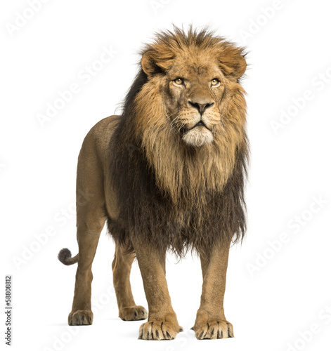 Lion standing, Panthera Leo, 10 years old, isolated on white © Eric Isselée