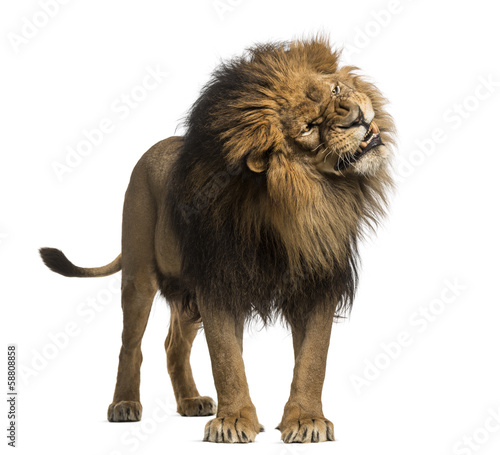 Lion standing, roaring, Panthera Leo, 10 years old, isolated