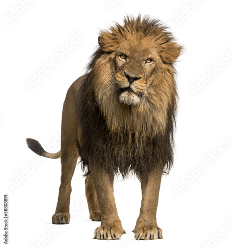 Lion standing, looking at the camera, Panthera Leo, 10 years old © Eric Isselée