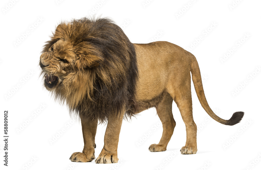 Fototapeta premium Lew stojący, ryczący, Panthera Leo, 10 lat, odizolowany
