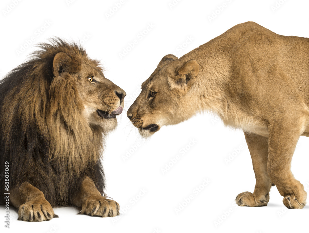 Fototapeta premium Lion and lioness sniffing each other, Panthera leo, isolated