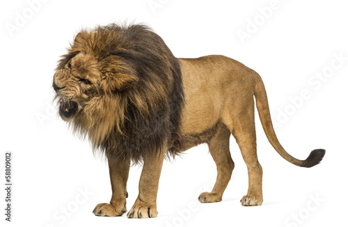 Lion standing, roaring, Panthera Leo, 10 years old, isolated