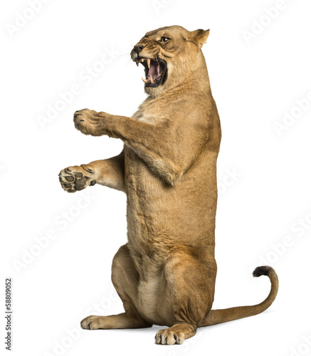Lioness roaring, sitting on hind legs, Panthera leo
