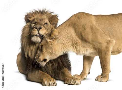 Lion and lioness cuddling, Panthera leo, isolated on white