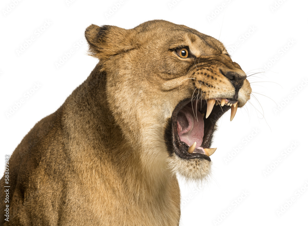 Fototapeta premium Zbliżenie na ryk lwicy, Panthera leo, 10 lat