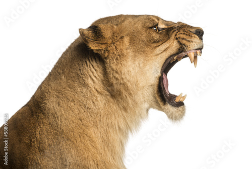 Close-up of a Lioness roaring profile, Panthera leo photo