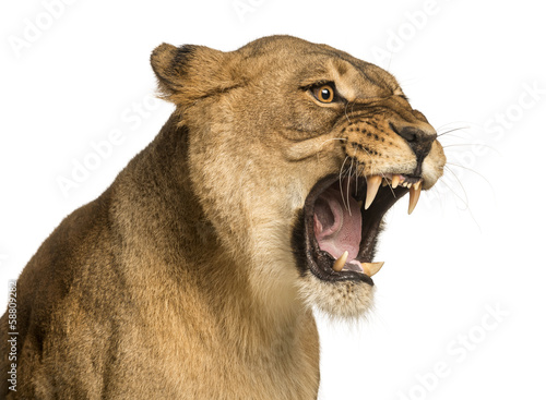 Close-up of a Lioness roaring, Panthera leo, 10 years old