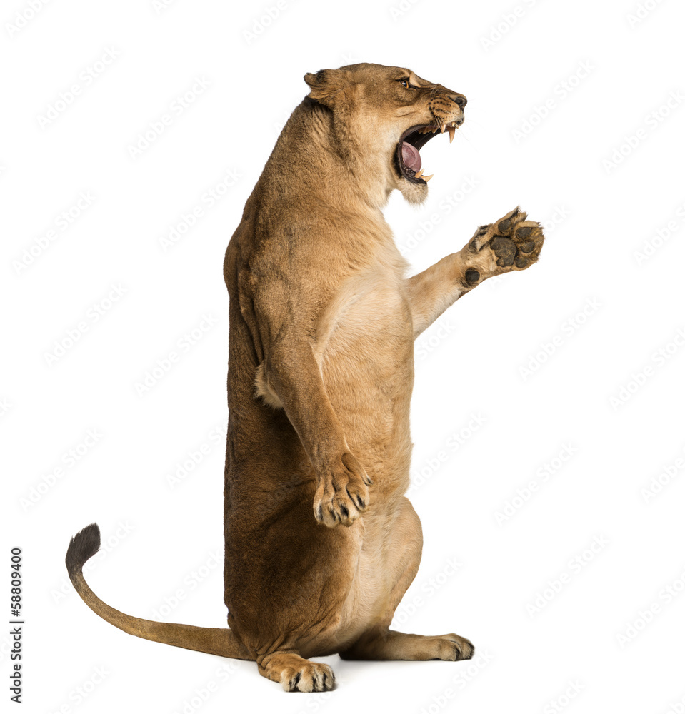 Fototapeta premium Side view of a Lioness roaring, sitting on hind legs