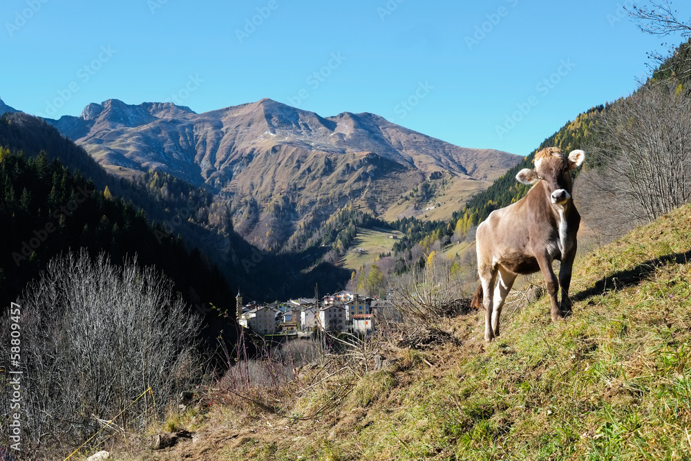 Fototapeta premium Cow on Alps mountains