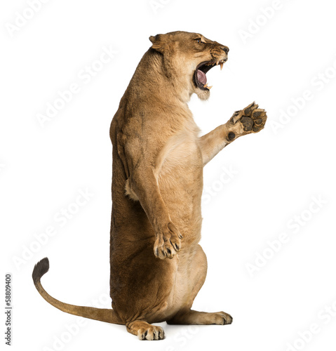 Side view of a Lioness roaring, sitting on hind legs