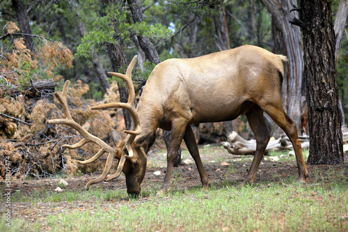 caribou dans la forêt du Grand Canyon © fannyes