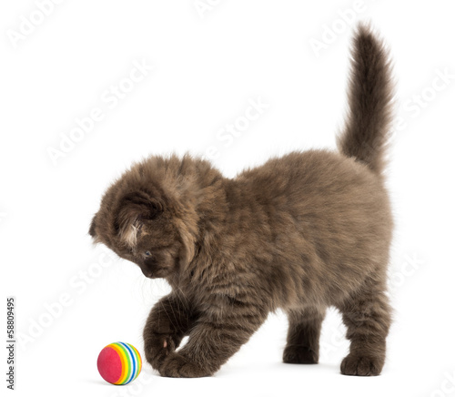 Fototapeta Naklejka Na Ścianę i Meble -  Highland fold kitten standing, playing with a ball, isolated