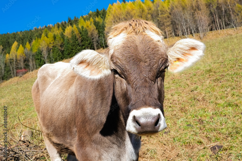 Cow in autumn