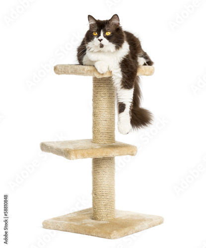 Fototapeta Naklejka Na Ścianę i Meble -  Front view of a British longhair perched on top of a cat tree