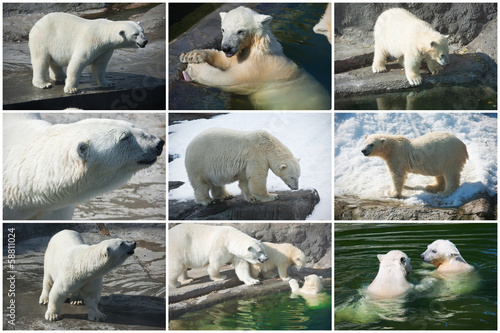 Polar bears