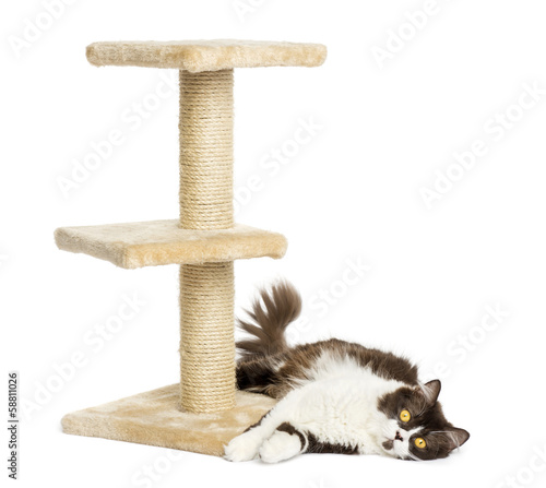 Fototapeta Naklejka Na Ścianę i Meble -  British longhair lying down at the bottom of a cat tree