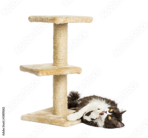 Fototapeta Naklejka Na Ścianę i Meble -  British longhair lying down at the foot of a cat tree, isolated
