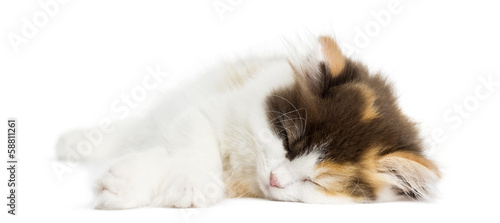 Higland straight kitten lying down, sleeping, isolated on white © Eric Isselée