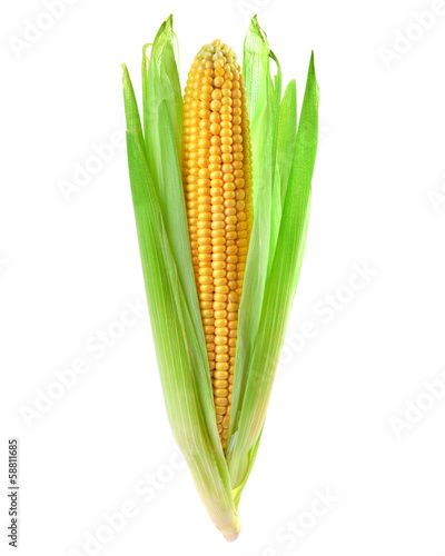one corn isolated