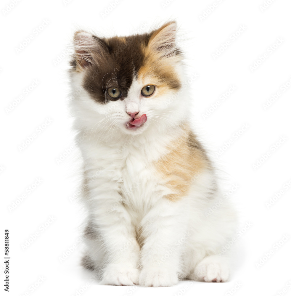 Front view of an Higland straight kitten sitting and licking