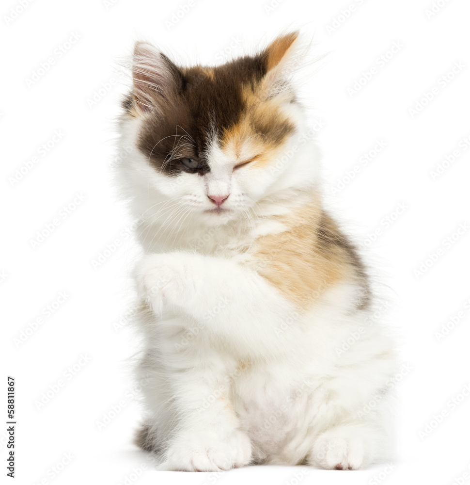 Higland straight kitten sitting, having a wash, isolated