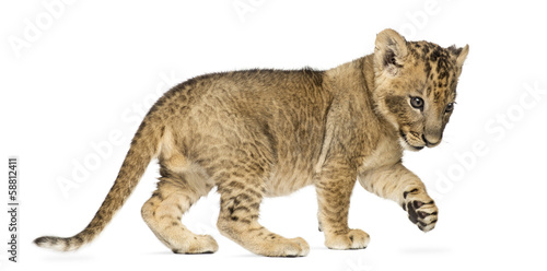 Fototapeta Naklejka Na Ścianę i Meble -  Side view of a Lion cub standing, pawing up, 7 weeks old