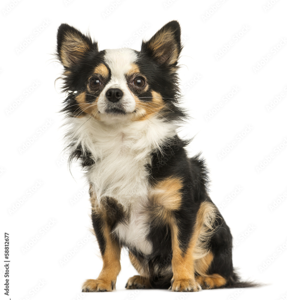 Chihuahua sitting, 4 years old, isolated on white