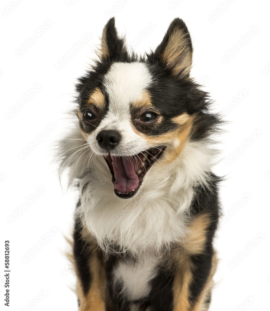 Close-up of a Chihuahua yawning, 4 years old, isolated on white