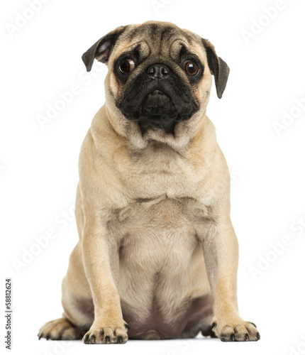 Front view of a Pug puppy sitting  6 months old  isolated