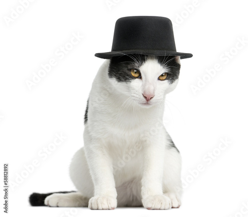Fototapeta Naklejka Na Ścianę i Meble -  European Shorthair kitten wearing a top hat, sitting