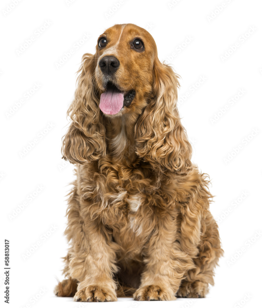 English Cocker Spaniel sitting, panting, 6 years old, isolated