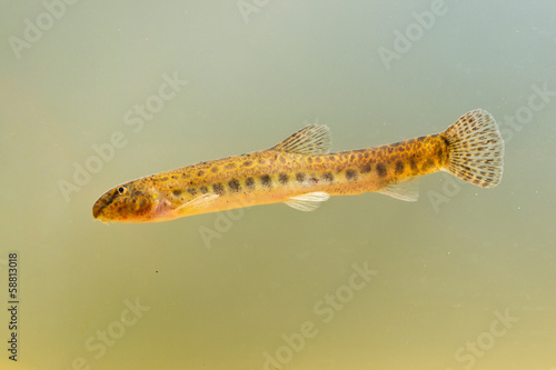 spotted weather loach photo