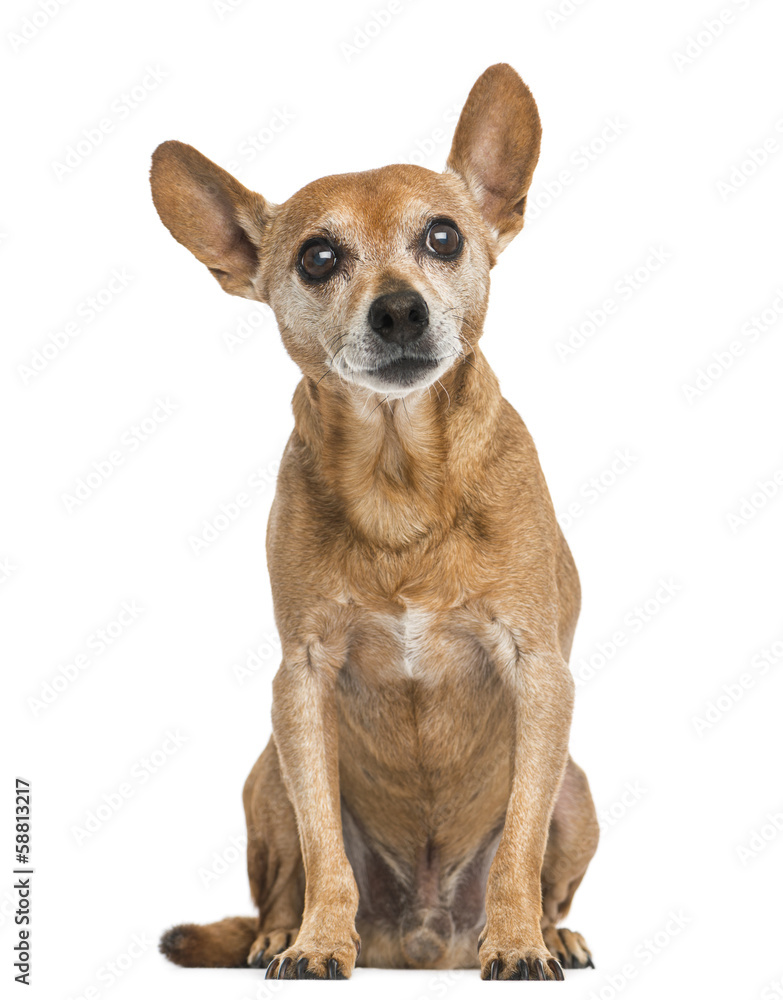 Front view of an old German pinscher, 13 years old, isolated