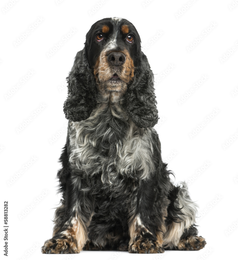 Front view of an English cocker spaniel sitting, 8 years old Front view of an English cocker spaniel sitting, 8 years old