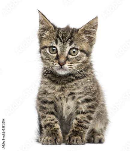 Fototapeta Naklejka Na Ścianę i Meble -  Front view of an European shorthair kitten sitting, 2 months old