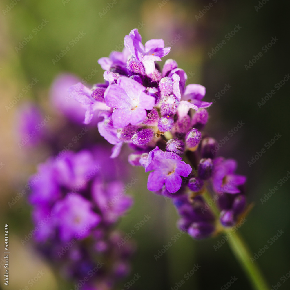 Lavender flowers Lavender flowers