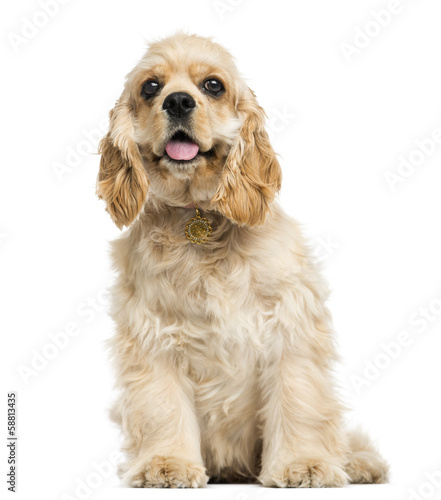 Tableau sur toile American cocker spaniel puppy sitting, panting, 5 months